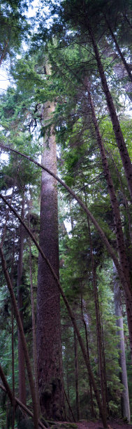大树卡皮拉诺峡谷，温哥华，BC图片下载