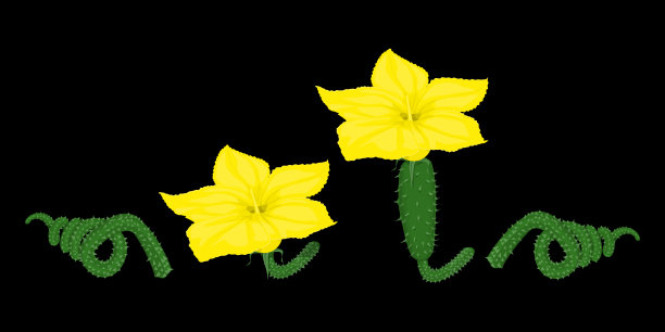 黄瓜孤立开花组图片下载