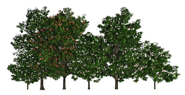 一组树孤立的白色3d插图图片下载