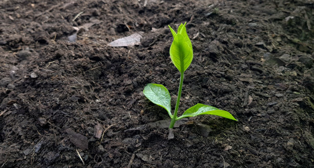 在土壤中生长的幼苗图片下载