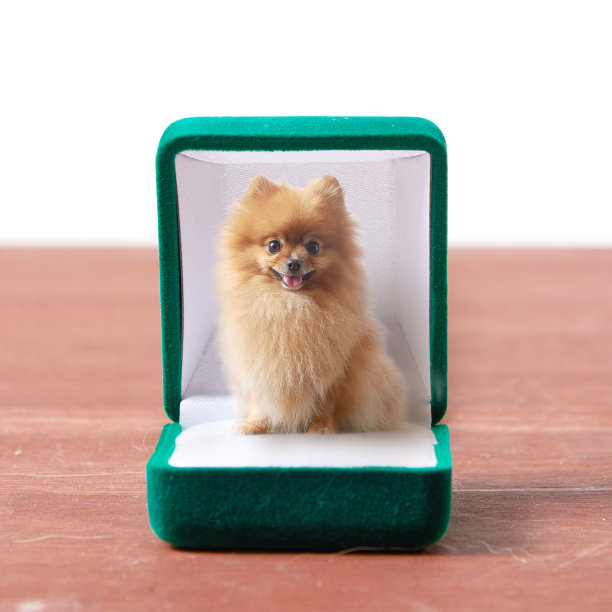 结婚戒指盒里的博美犬图片下载