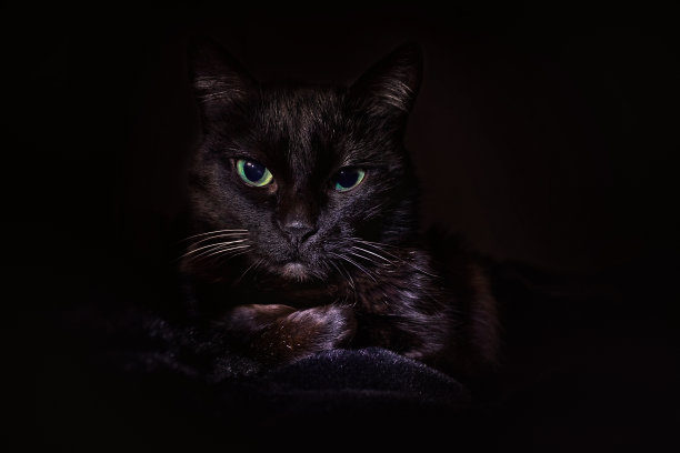 低调的黑猫图片下载