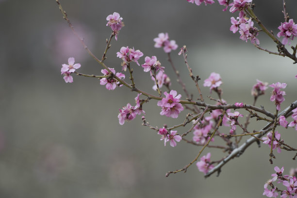 樱花图片素材ID：307508814