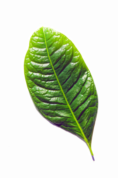 绿钱树的叶子孤立在白色的背景图片下载