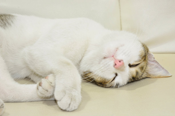 沙发上睡着的猫图片下载