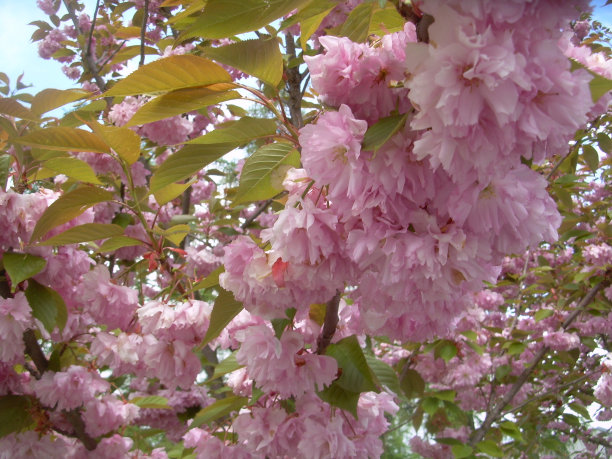 观赏樱桃图片下载