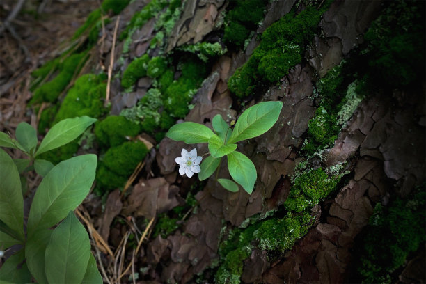 森林花卉特写图片下载