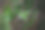 森林花卉特写图片下载
