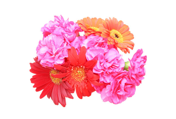 德兰士瓦雏菊和康乃馨的花头图片下载