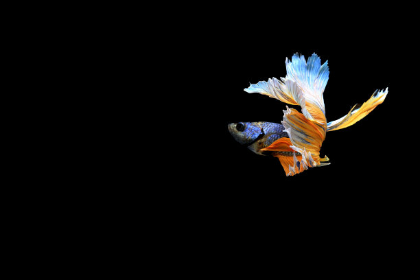 当地暹罗文化中斗鱼的传统习俗图片下载