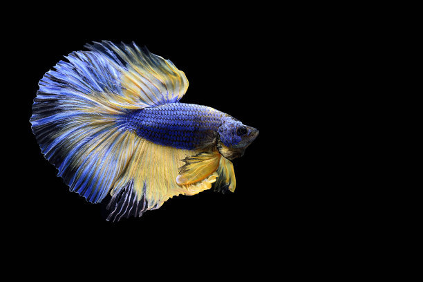 当地暹罗文化中斗鱼的传统习俗图片下载