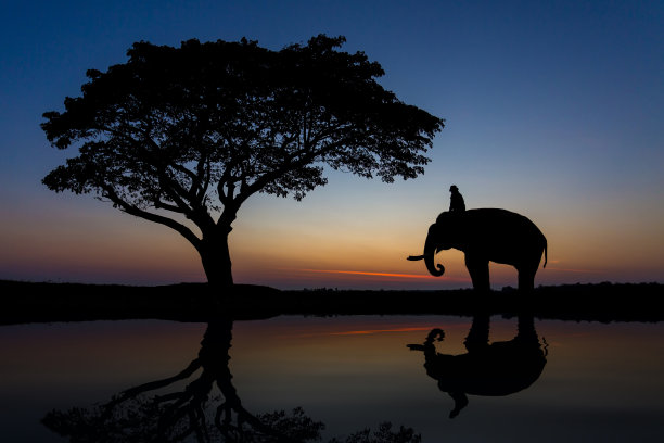 泰国树下大象的剪影。素材图片