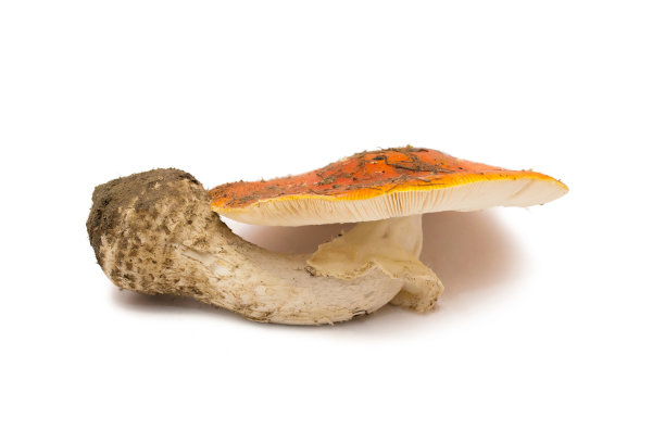 鹅膏菌分离菌。颜色和纹理自然图片下载