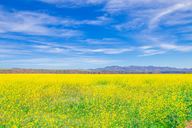 野黄花田，蓝天。图片下载