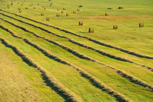 有干燥稻草和斜垛小麦的田野图片下载