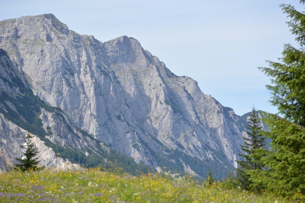 盛开着鲜花的巴伐利亚阿尔卑斯山图片下载