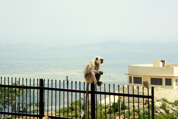 铁栏杆上的猴子图片下载