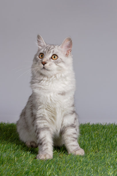 年轻的虎斑猫孤立在灰色背景图片下载