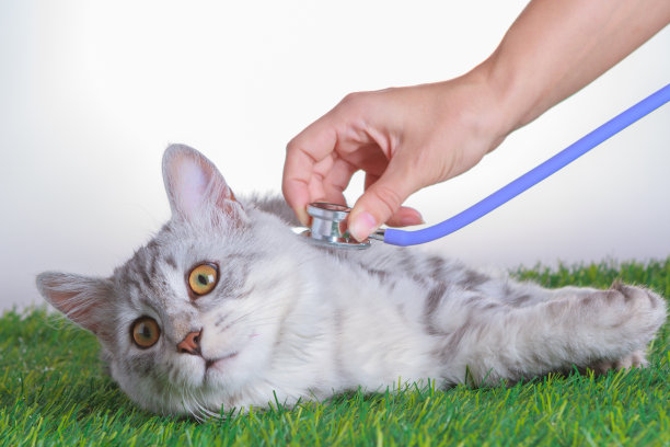 兽医用听诊器听小猫说话。图片下载