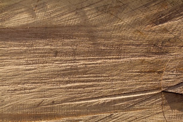 分裂橡树日志图片下载