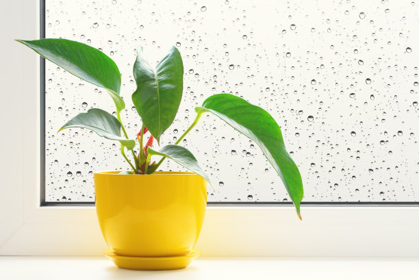 窗台上的花图片下载