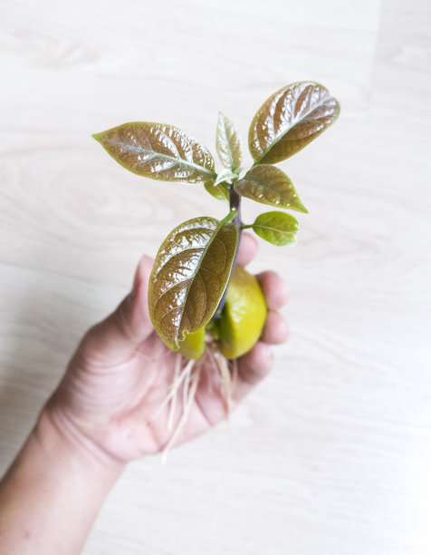 人手上的鳄梨芽图片下载