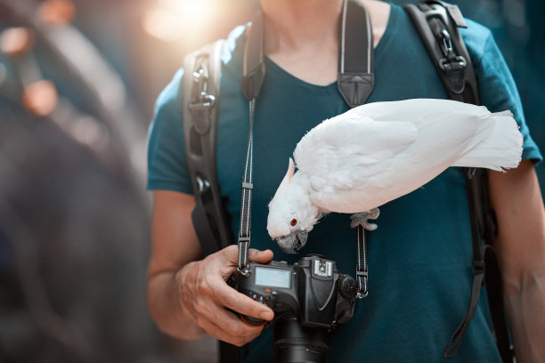 摄影师相机上的白鹦鹉图片下载