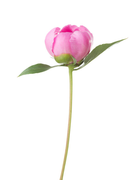 粉红牡丹孤立在白色背景上。素材图片