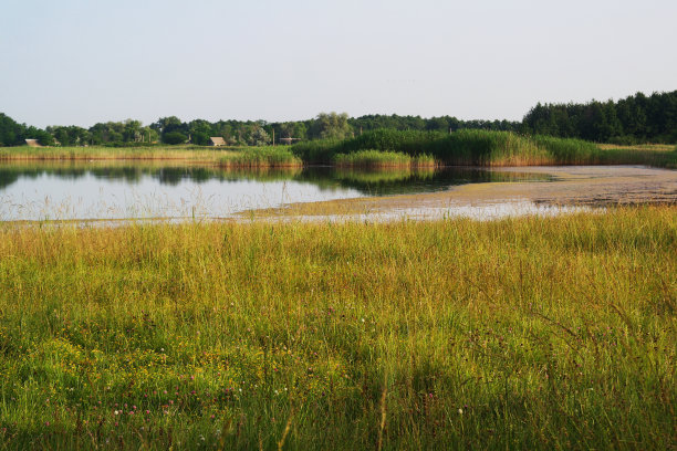 河岸线，自然野性。阳光明媚的风景。小河流图片下载