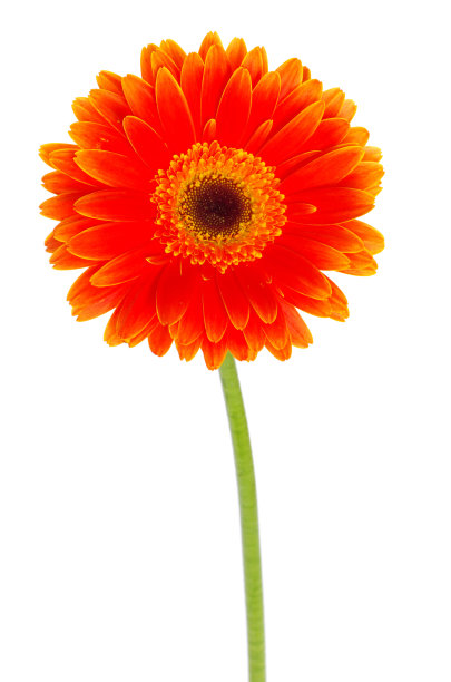橙色的非洲菊图片下载