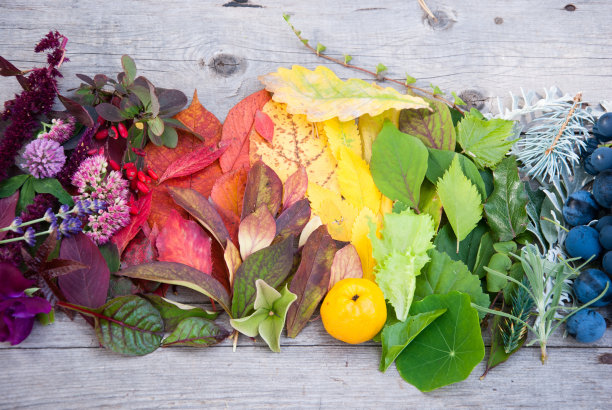 秋天的树叶和浆果图片下载