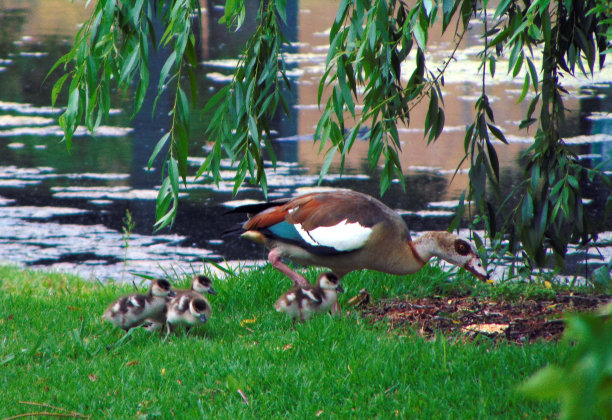 树下的一群鹅图片下载