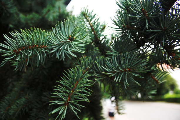 冬季松树特写图片下载