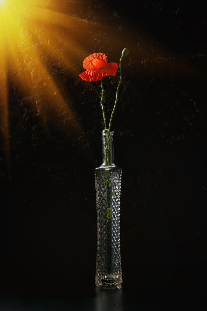 红色罂粟花图片下载