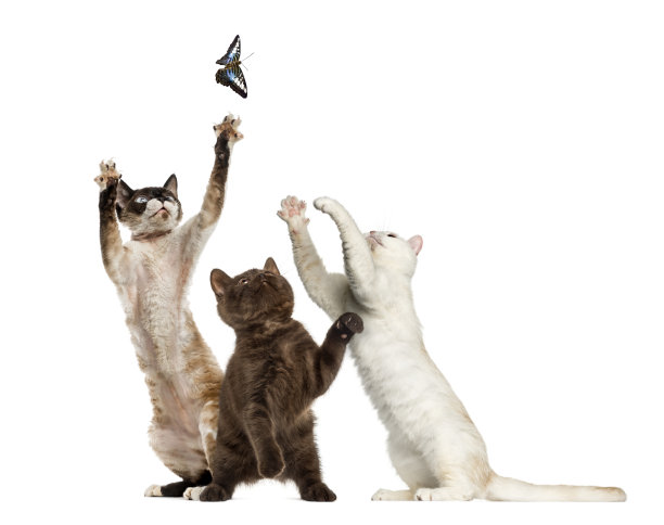 猫试图抓住一只蝴蝶，孤立在白色图片下载