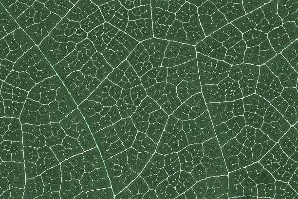 叶子纹理图案背景为图形网站模板，春色美、环境生态理念概念设计。颜色效果图片。图片下载