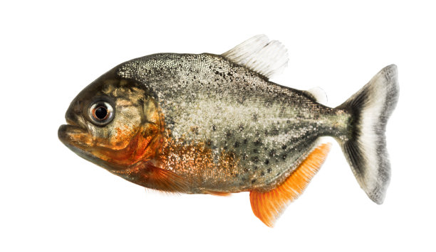 侧面的红色食人鱼孤立在白色图片下载