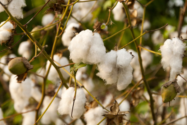 危地马拉的黎凡特棉花。草本棉。图片下载