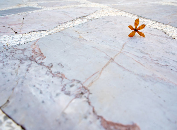 小花娇嫩图片下载