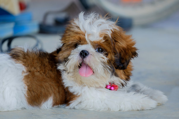 狗的肖像。图片下载