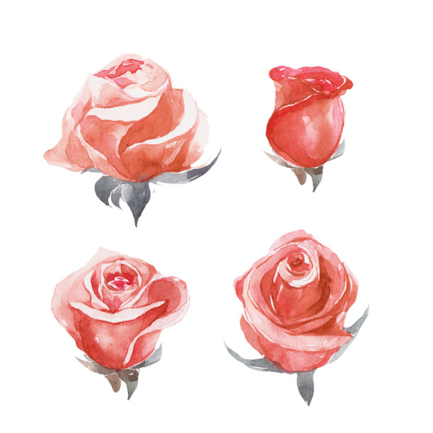 的玫瑰。图片下载