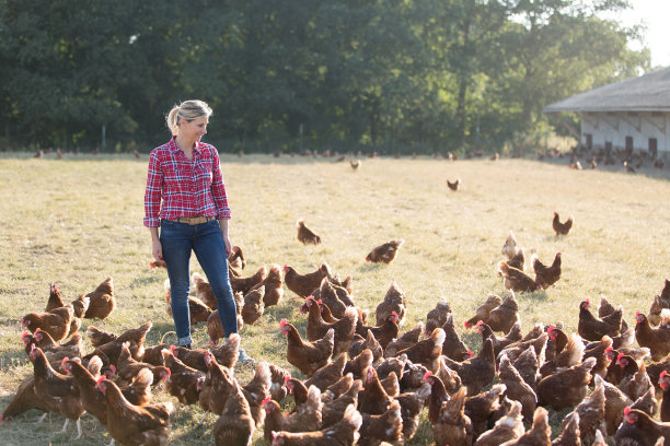 与鸡一起工作的现代女性农民图片下载