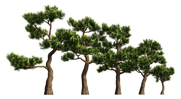 一组树孤立的白色3d插图图片下载