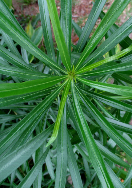 顶视图充满活力的绿色热带植物叶子在阳光，垂直照片图片下载