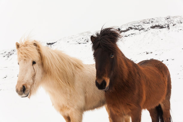 冰岛真正的马在冬天下雪图片下载