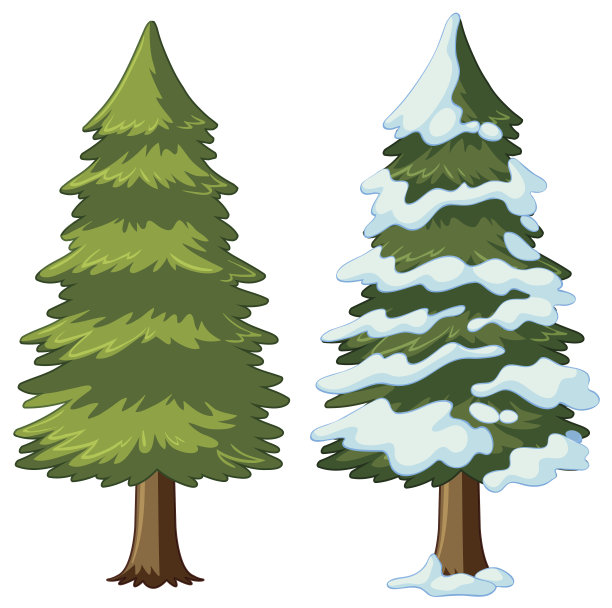 两棵有雪和无雪的松树素材图片