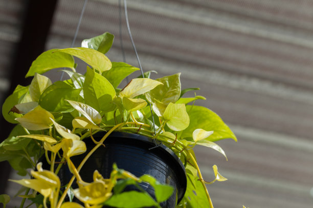 锅里的墓志铭图片下载