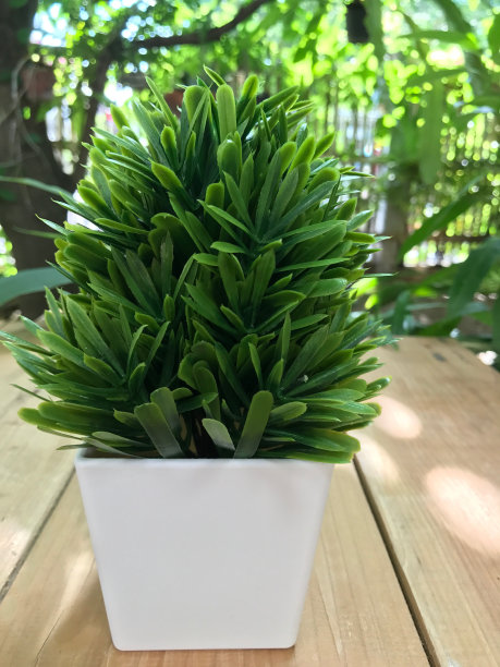 白色花盆中的小树，木桌以树为背景图片下载