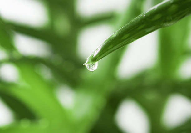 芦荟与果汁滴近图片下载