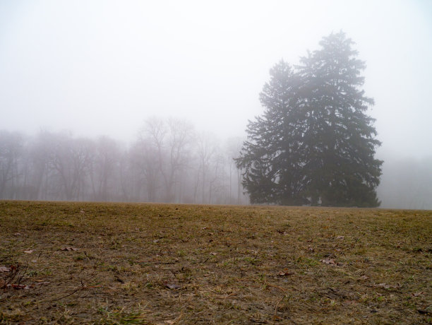 针叶树，清晨雾和阳光图片下载